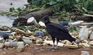 plaatje 19 zopilotes w.b