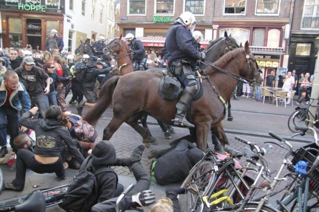 Foto: Alex Kemman zwijtepaard2