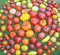 tomaten-diversiteit